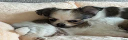 Pomchi dogs for sale: Beautiful female pomchi - Advert 9