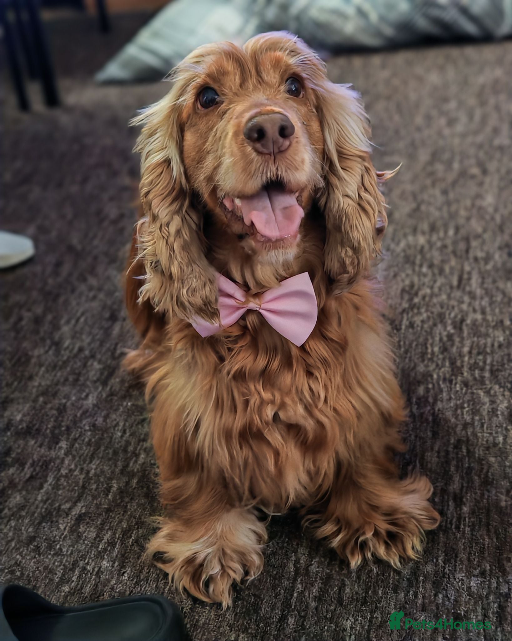Cocker Spaniel dogs Last boy Show Cocker Spaniel,  ready now  - Advert 2