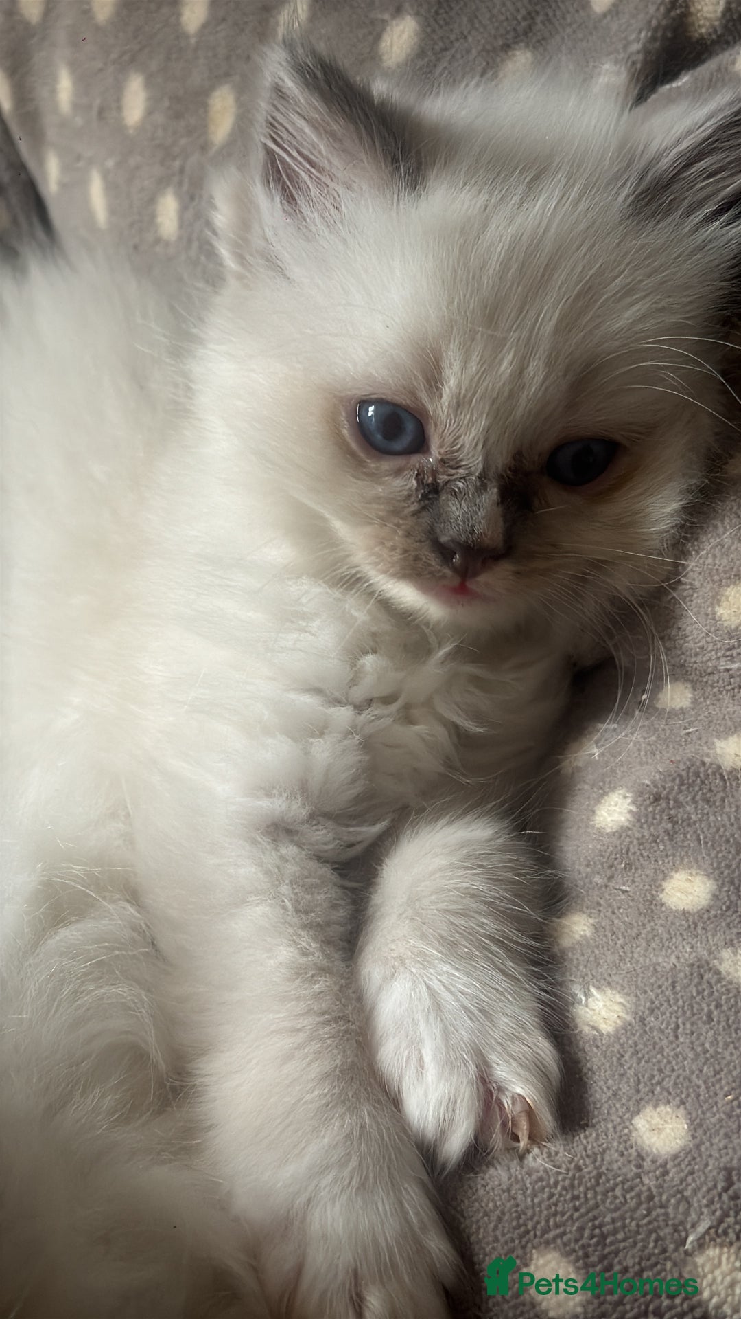 Ragdoll cats for sale: All our beautiful kittens are no longer available  - Advert 16