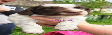Girl 4