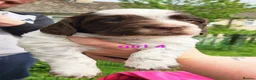 Mixed Breed dogs for sale: Cocker x sprollie  - Advert 16