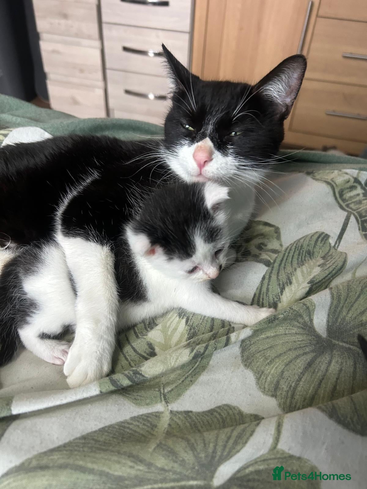 Mixed Breed cats for sale: 1 male kitten  - Advert 11