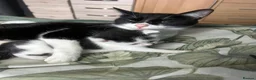 Mixed Breed cats for sale: 1 male kitten  - Advert 1