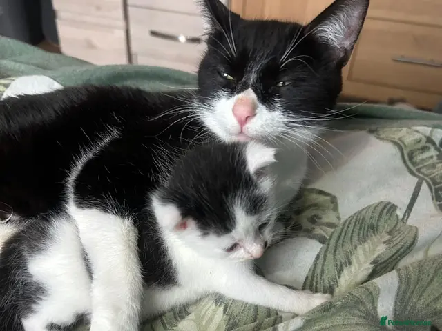 Mixed Breed cats for sale: 1 male kitten - Advert 11