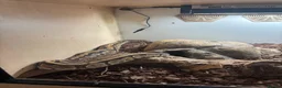 Python Snake reptiles for sale: Python snake for sale in Bath - Advert 3