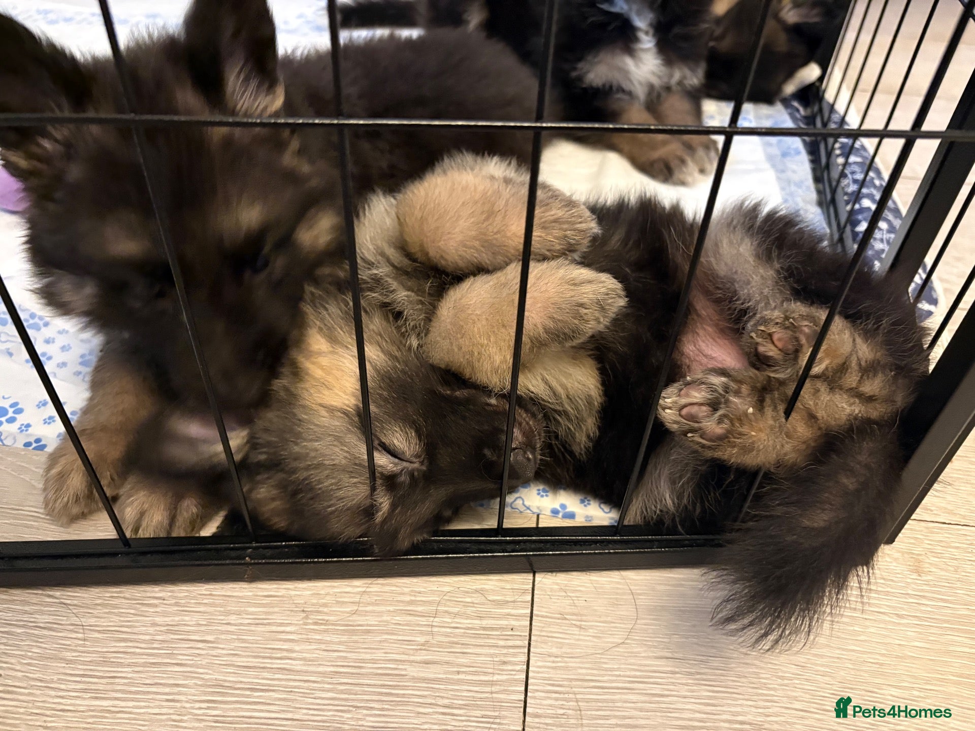 German Shepherd dogs German Shepard pups for sale - 2 boys 5 girls - Advert 2