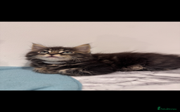 Mixed Breed cats for sale: Maine coon / Tabby kittens - Image 14