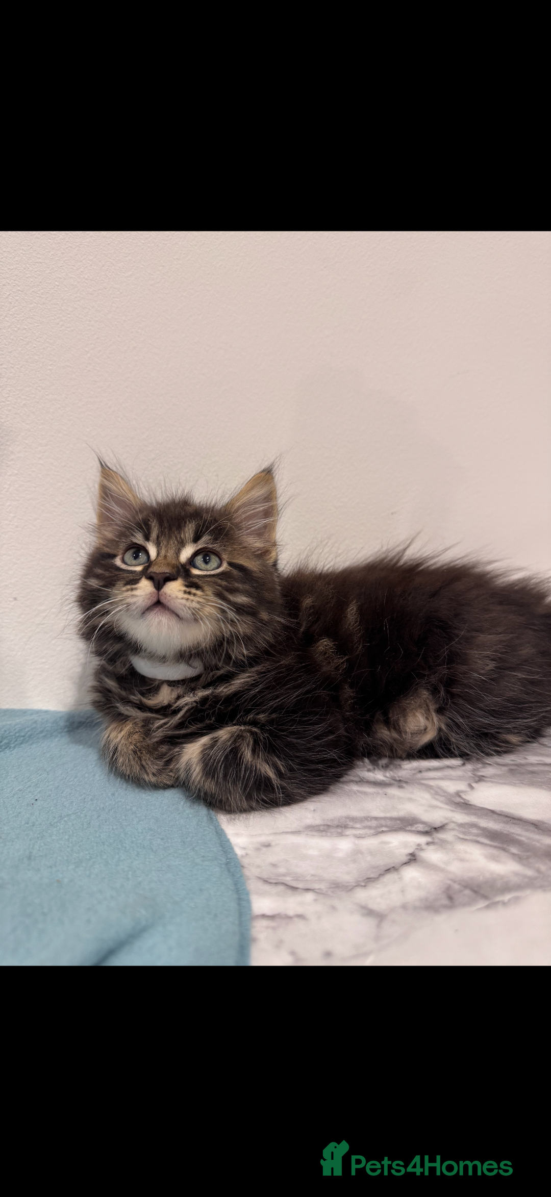 Mixed Breed cats for sale: Maine coon / Tabby kittens - Image 14