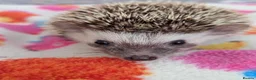 Pygmy Hedgehog rodents for sale: 10 Week Old Baby Hoglets REDUCED TO £220 - Advert 11