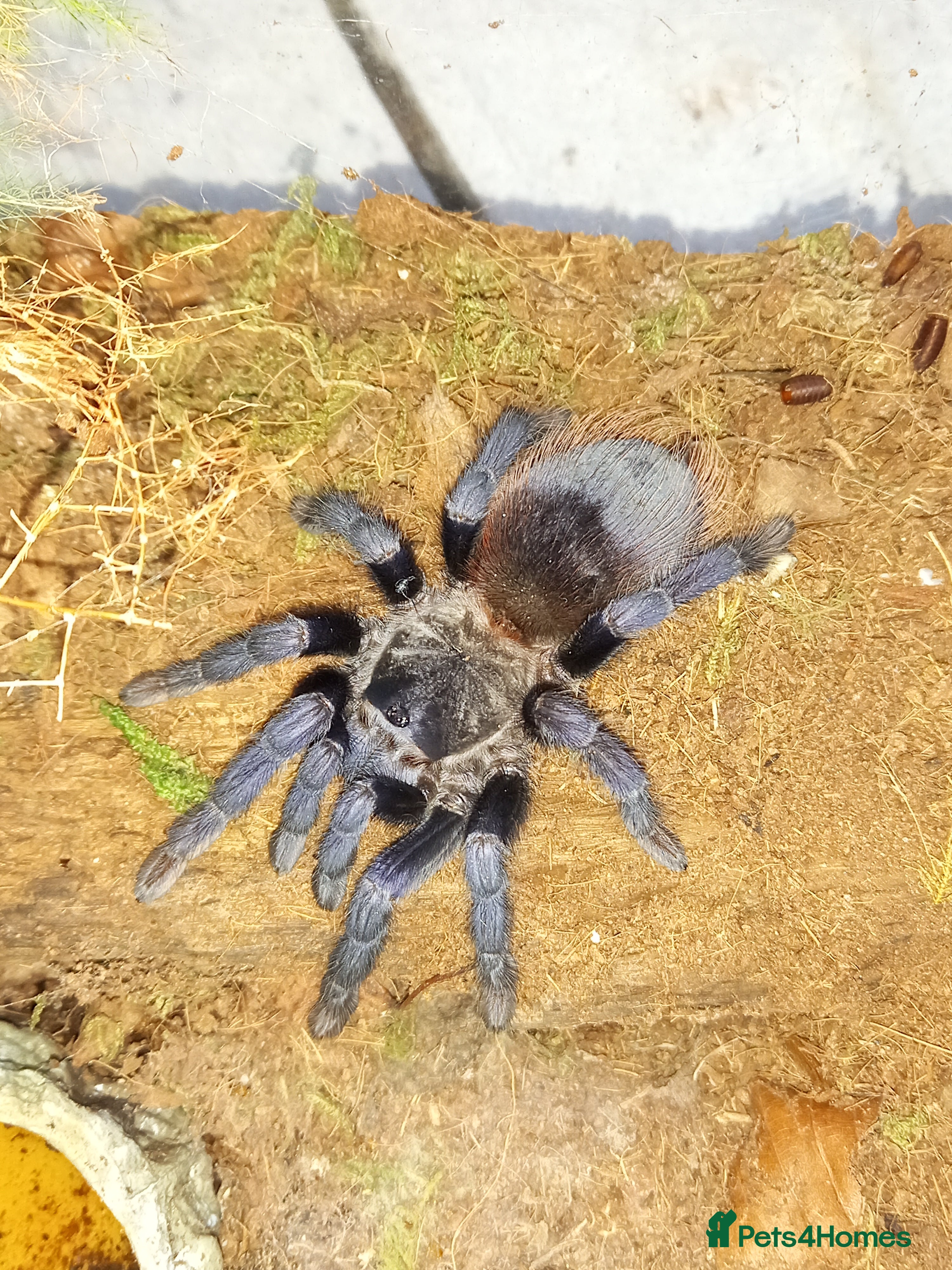 Tarantulas invertebrates Various T's FOR SALE!  - Advert 2
