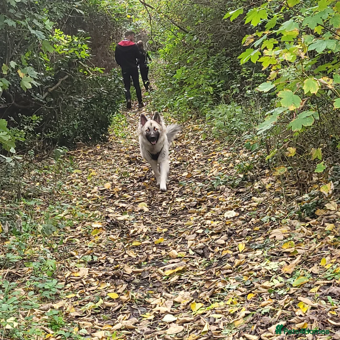 German Shepherd dogs for stud: German shepard for stud! - Advert 3