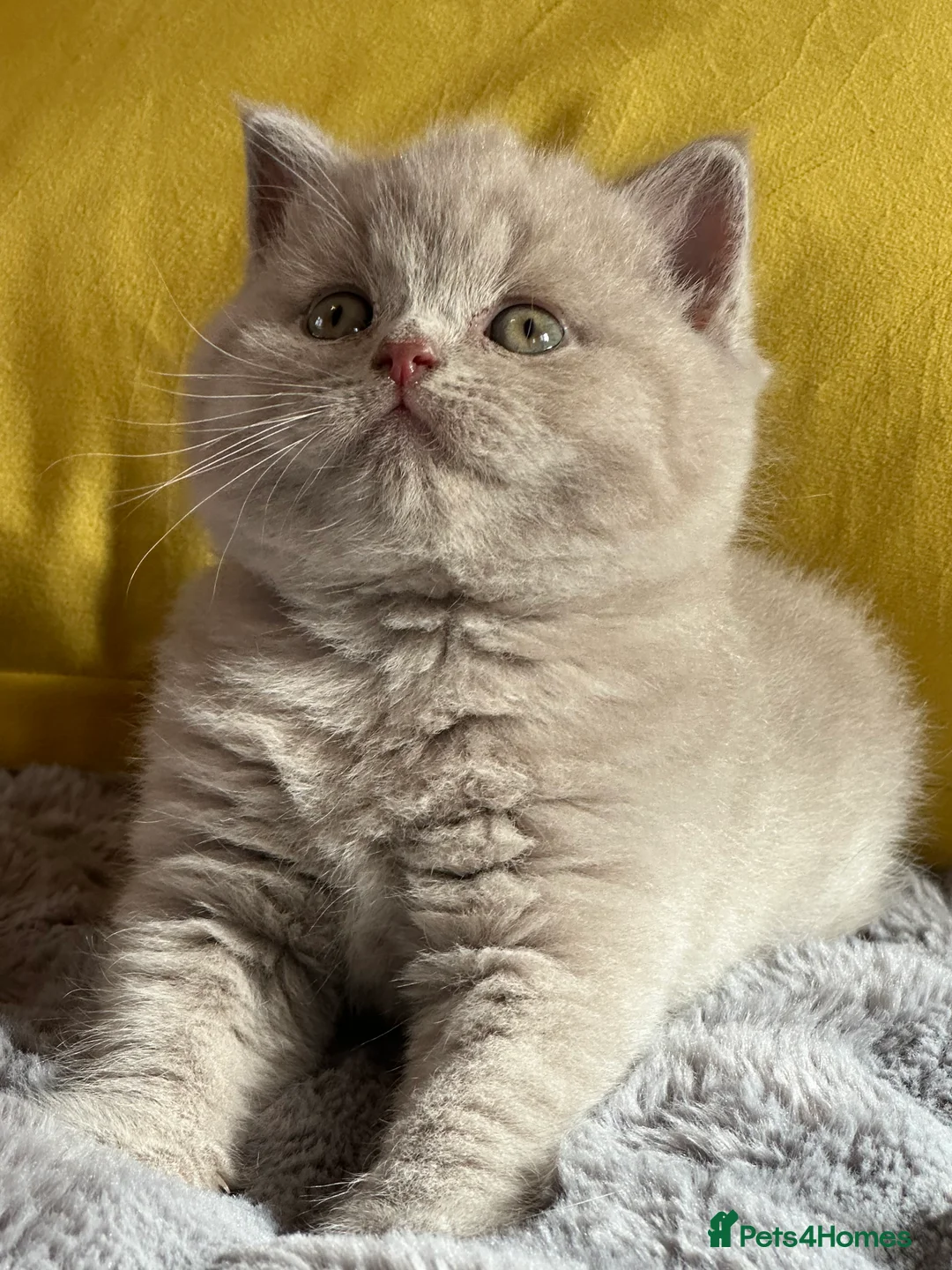 British Shorthair cats for sale: GCCF registered Kittens  - Advert 1