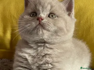 British Shorthair cats GCCF registered Kittens - Advert 6