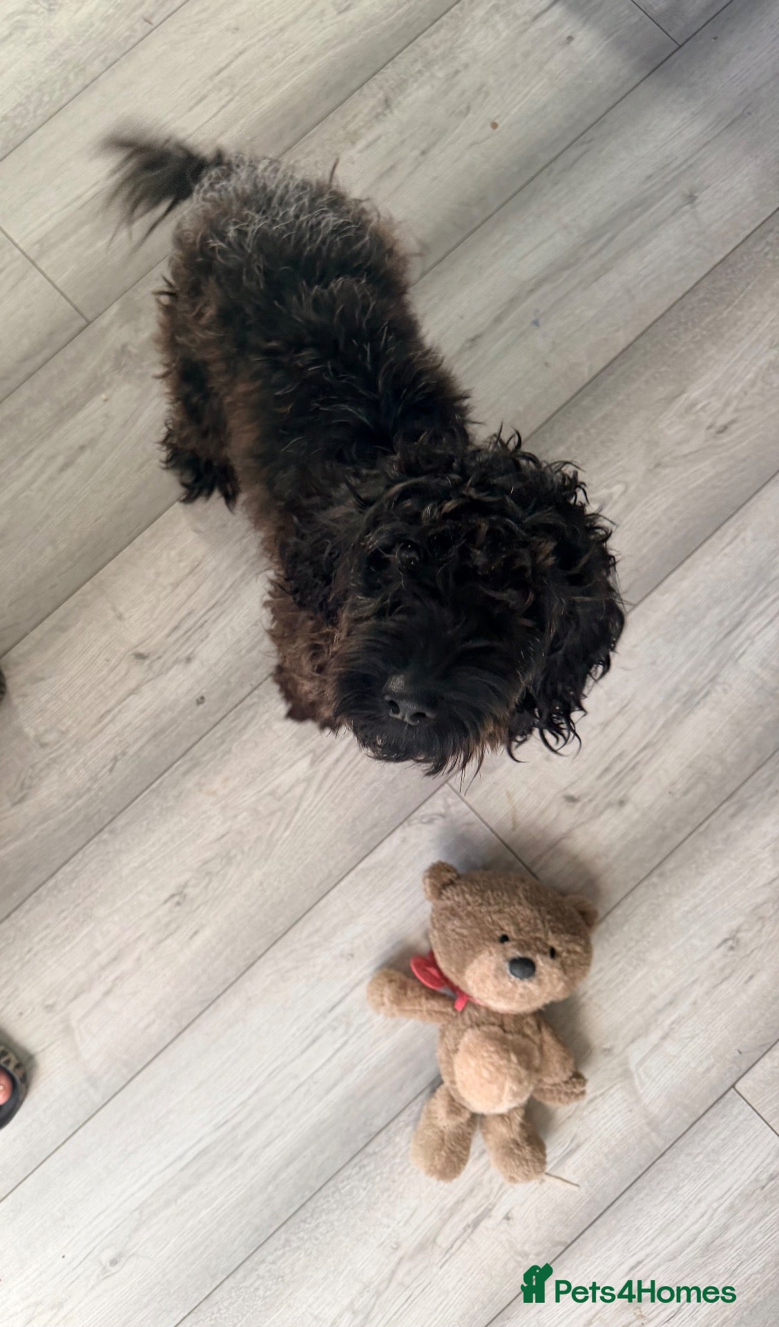 Cockapoo dogs 14 month old cockapoo rescue - Advert 1