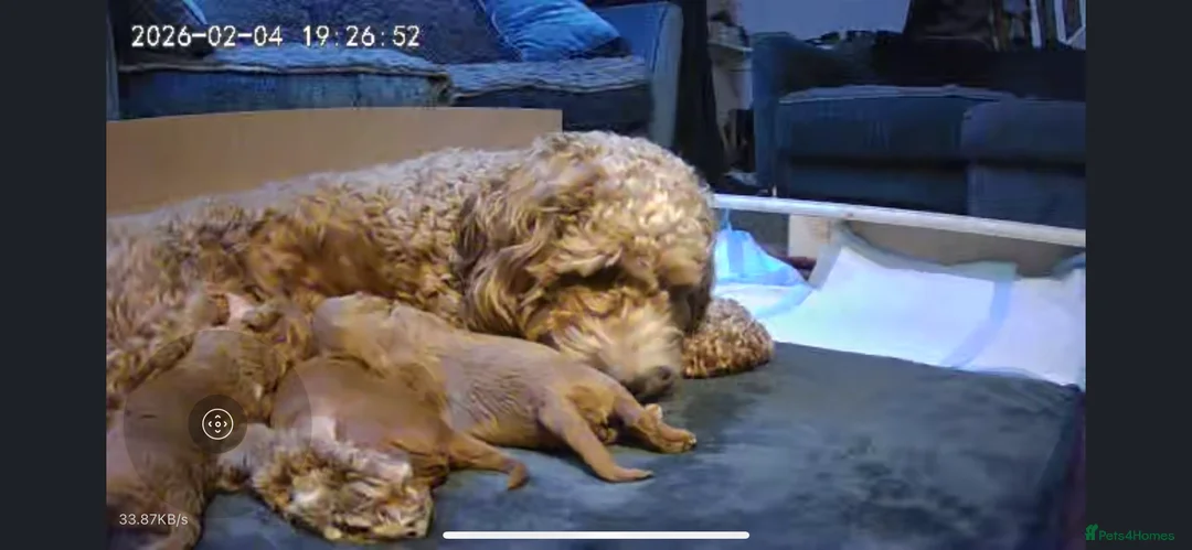 Cockapoo dogs for sale: X3 f1b cockapoo puppies  - Advert 3