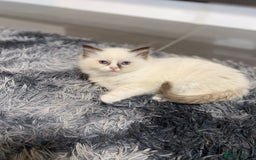 Ragdoll cats for sale: Fully Traceable Traditional Ragdoll Kittens - Advert 23