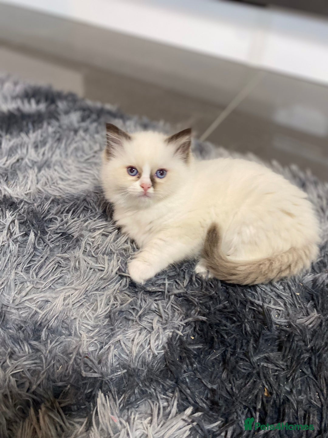 Ragdoll cats for sale: Fully Traceable Traditional Ragdoll Kittens - Advert 23