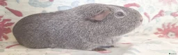 Guinea Pig rodents for sale: MEADOW SIDE CAVIES BABY GUINEA PIGS HEREFORDSHIRE  - Advert 28