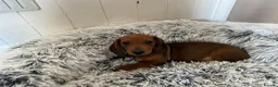 Miniature Dachshund dogs for sale: Miniature dachshund puppies - Advert 24