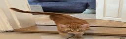 Domestic Shorthair cats for sale: Tabby - beautiful boy - Advert 10