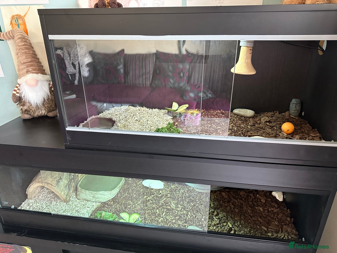 Tortoise reptiles for sale: 3 year old horsfield tortoise brothers for sale  - Advert 6