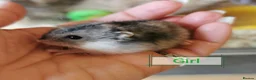 Hamster rodents for sale: Baby Winter white dwarf hamsters  - Advert 11