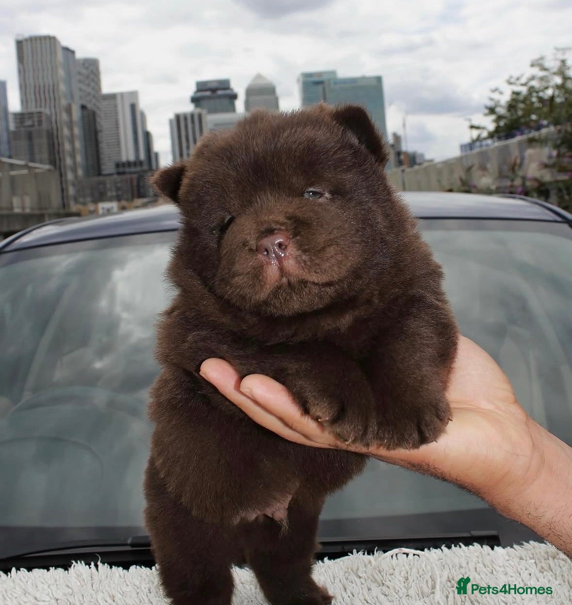 Chow Chow dogs Milo Chocolate Chow Chow - Advert 9