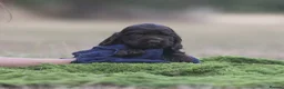 Cocker Spaniel dogs for sale: Quality show type puppies by Mango  - Advert 21