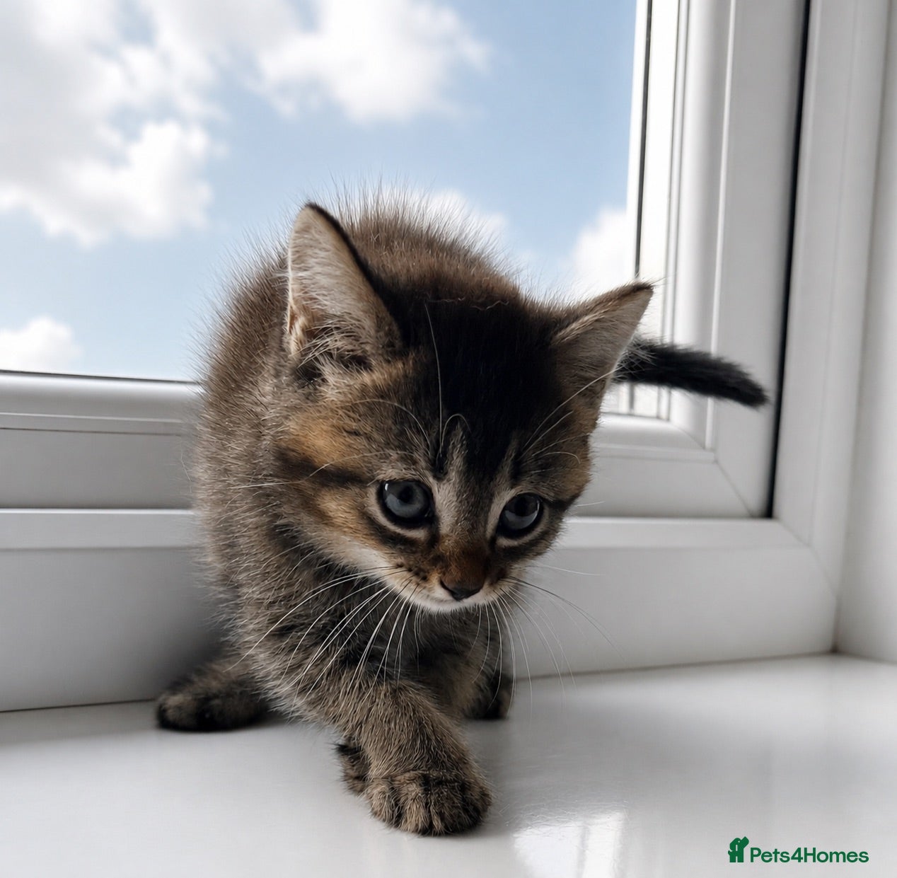 British Shorthair cats British Shorthair mix Kittens - Advert 1