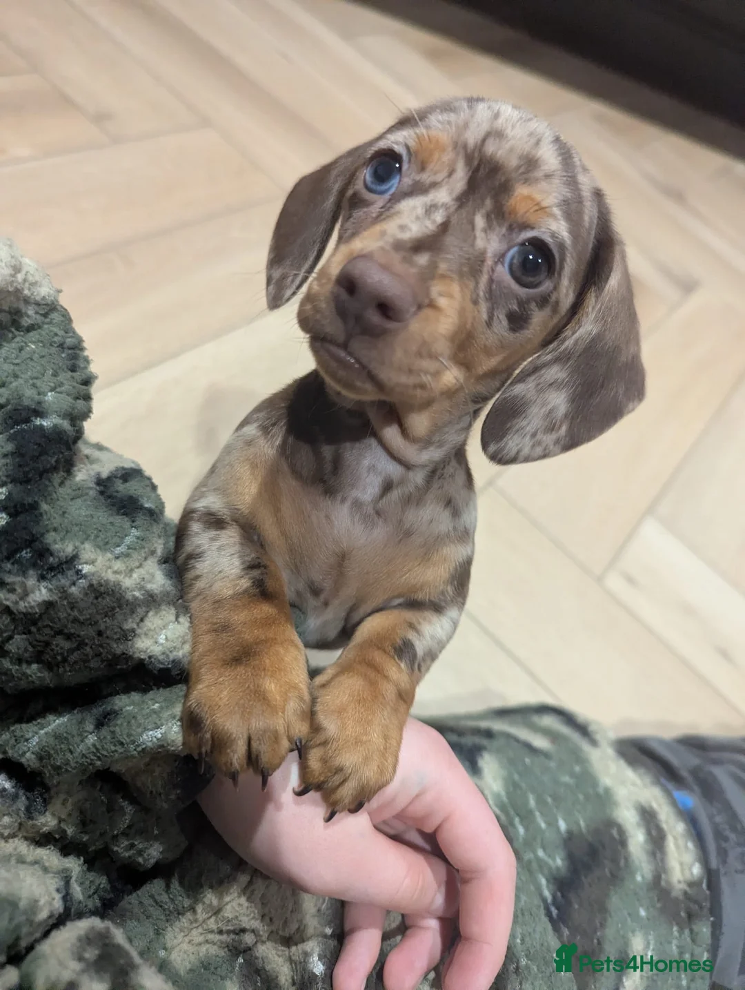 Miniature Dachshund dogs for sale: Gorgeous 8 week old puppy - Advert 2