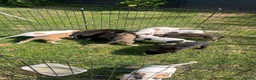 Lurcher dogs for sale: Lurcher puppies  in Newport - Advert 8
