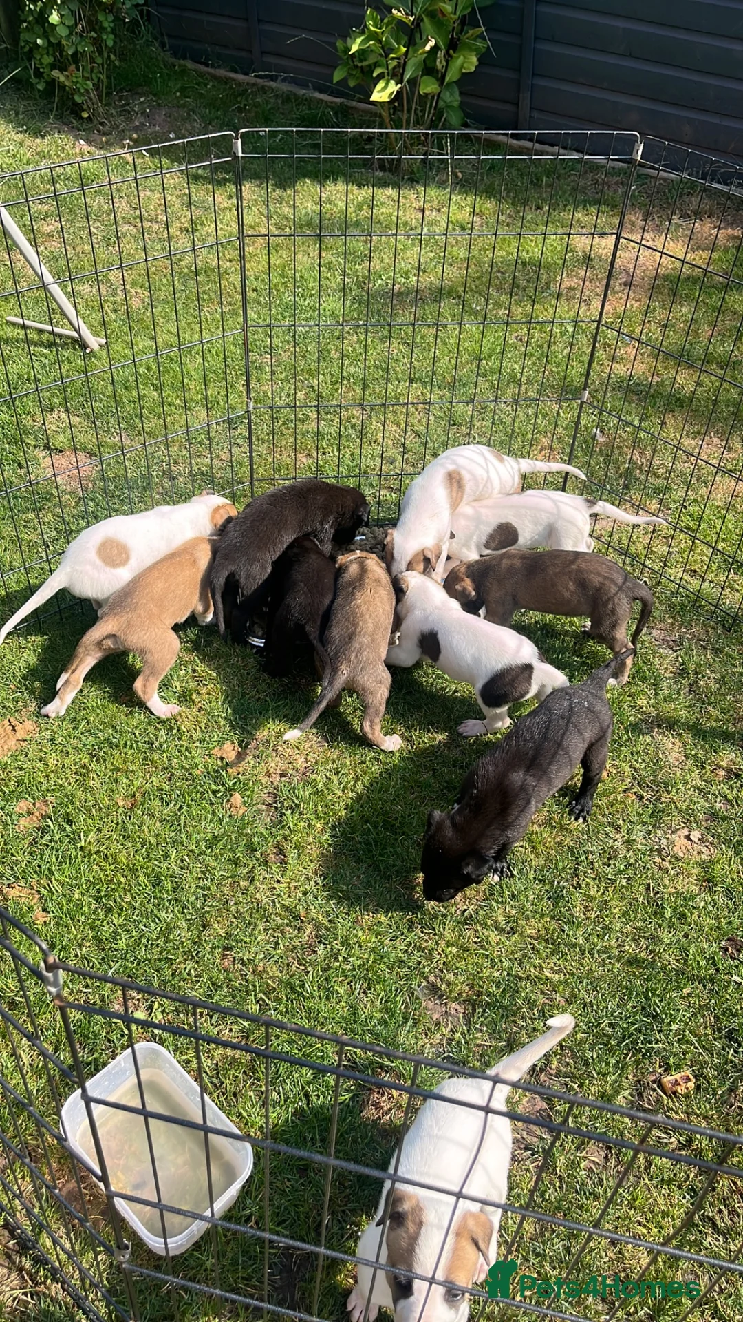 Lurcher dogs for sale: Lurcher puppies  in Newport - Advert 8