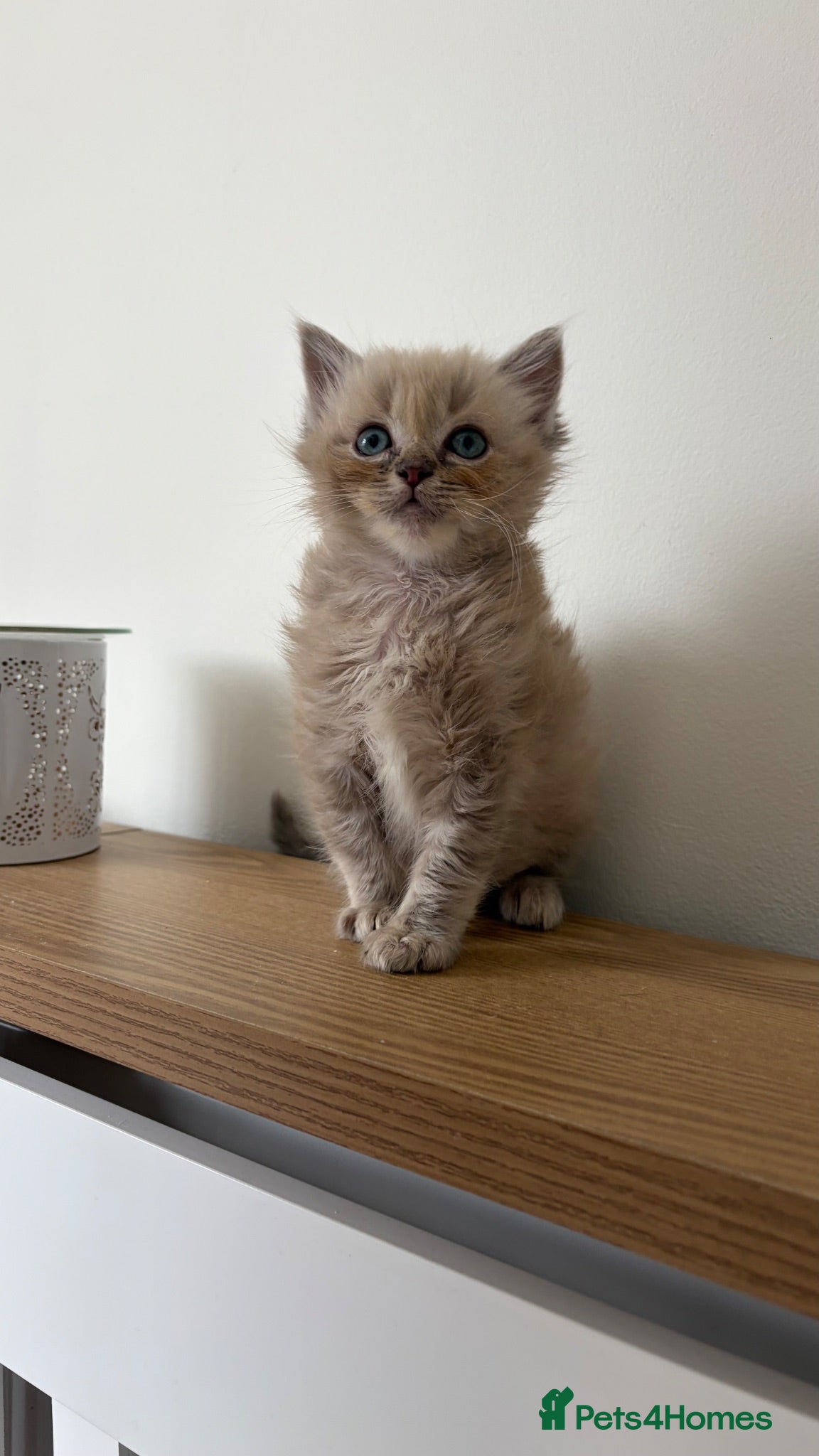 Ragdoll cats Last male ragdoll kitten ready now - Advert 1
