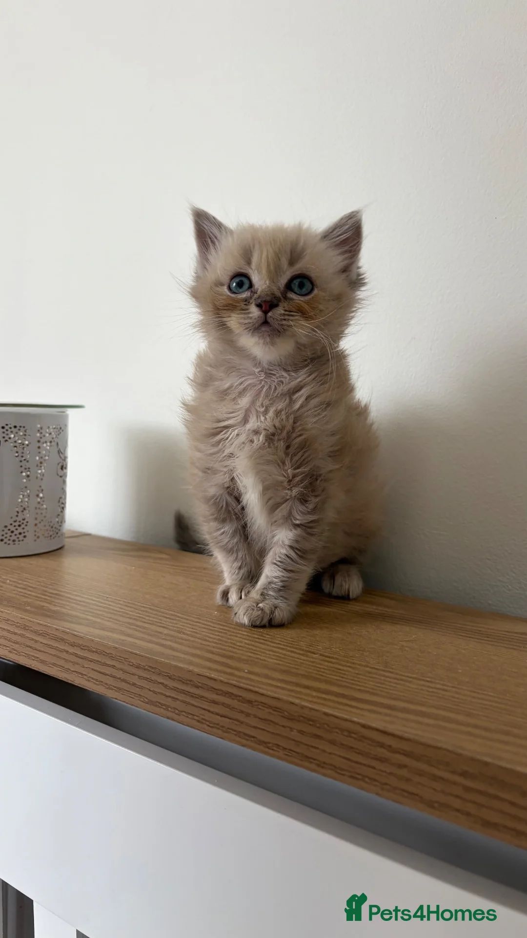 Ragdoll cats for sale: Last male ragdoll kitten ready now - Advert 1