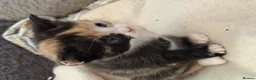 Siamese cats for sale: Siamese Mum Ragdoll±Bengal Dad Blue eyed kittens - Advert 17