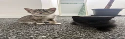 Mixed Breed cats for sale: Kittens for sale in Trimdon Station - Advert 11