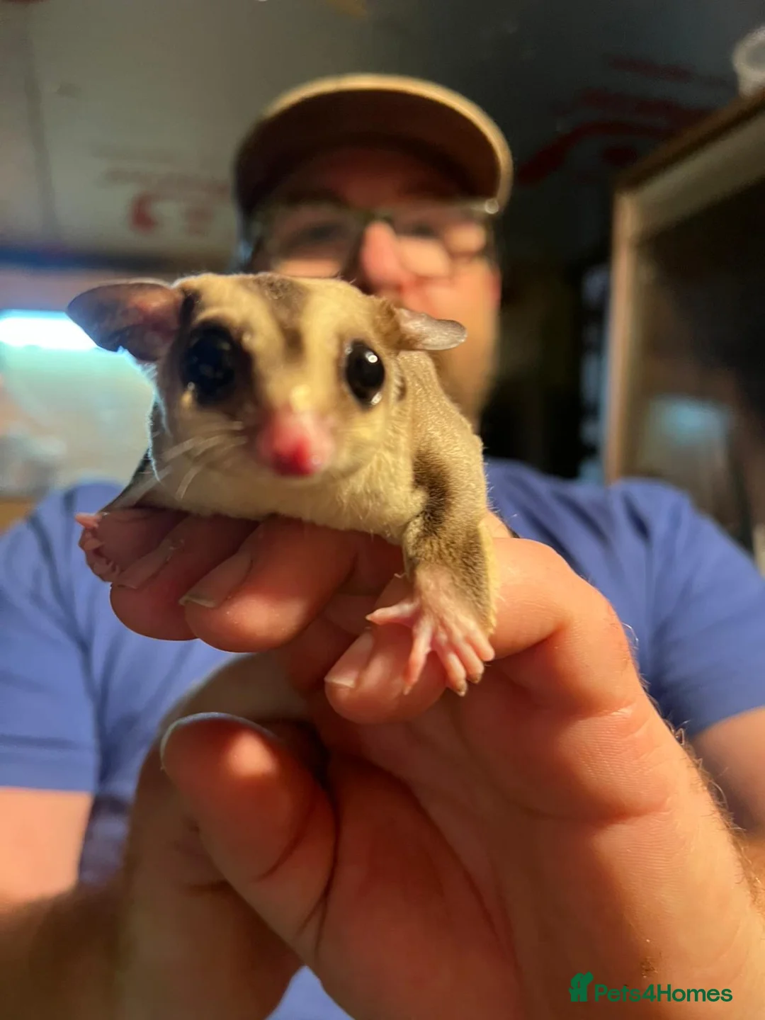 Sugar Glider rodents for sale: Sugar gliders  - Advert 2