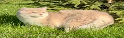 British Shorthair cats for sale: UK’s Best Male BSH Blue Golden Chinchilla, Helios - Advert 8