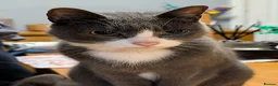 Mixed Breed cats for sale: Leo (grey and white adult male) - Advert 6