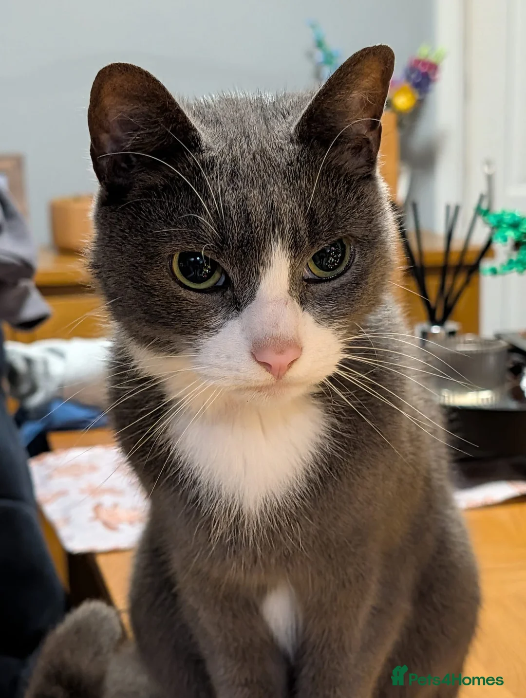 Mixed Breed cats for sale: Leo (grey and white adult male) - Advert 6