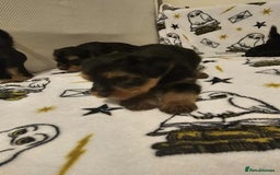Yorkshire Terrier dogs for sale: Hello - Image 10