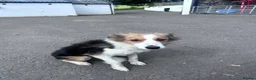 Border Collie dogs for sale: Border Collie Puppies - Advert 8