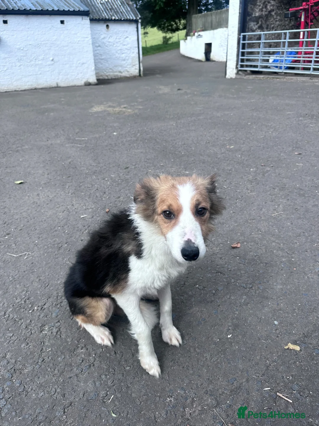 Border Collie dogs for sale: Border Collie Puppies - Advert 8