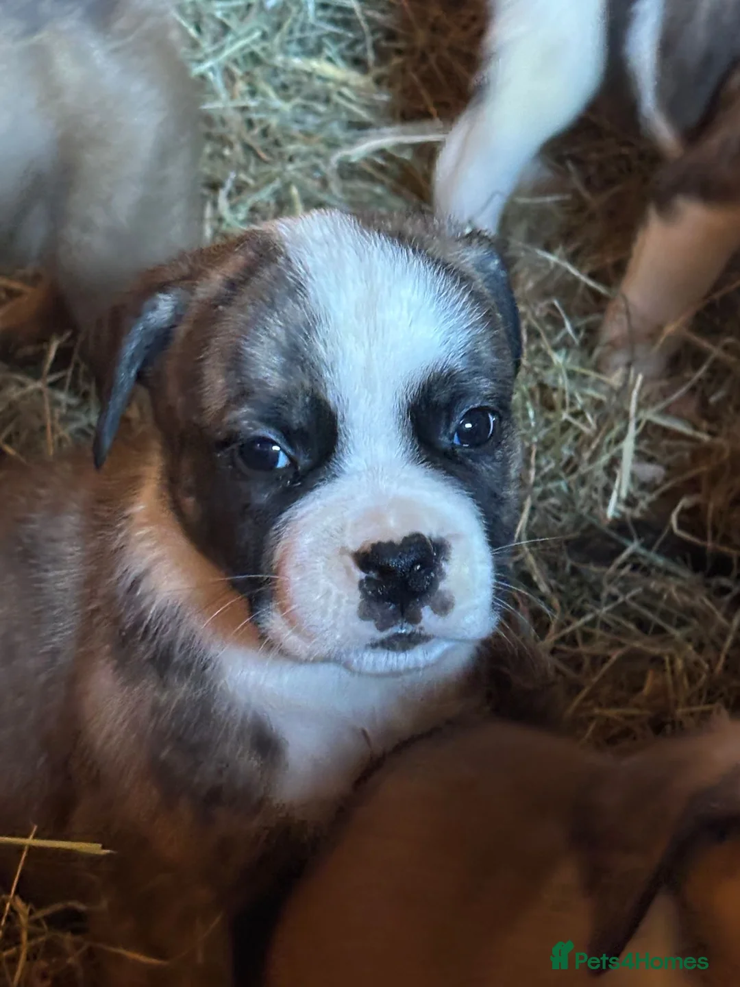 American Bulldog dogs for sale: American bulldog  - Advert 17