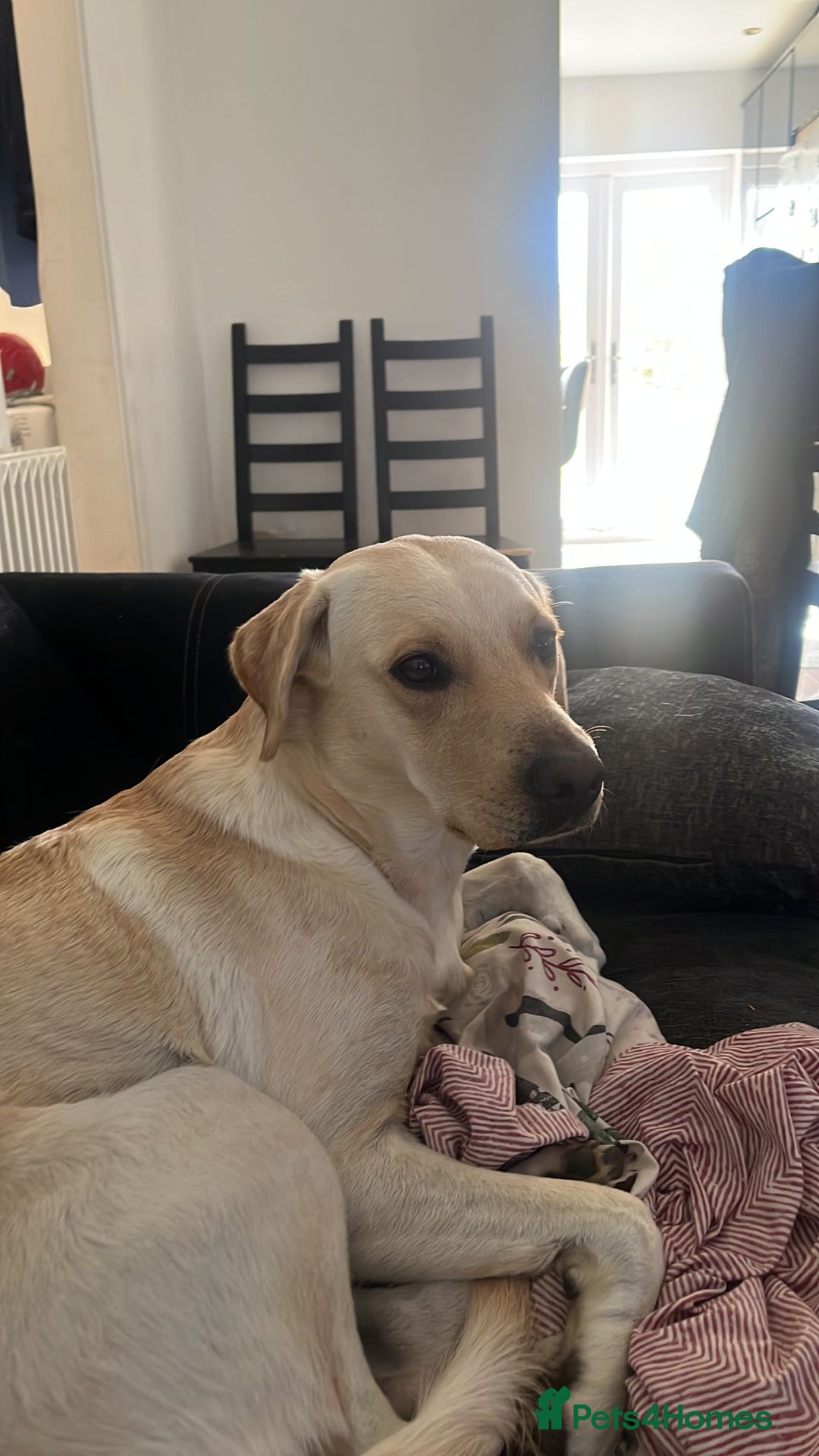 Labradoodle dogs for sale: Lovely Labradoodle puppies! 🐶  - Advert 12