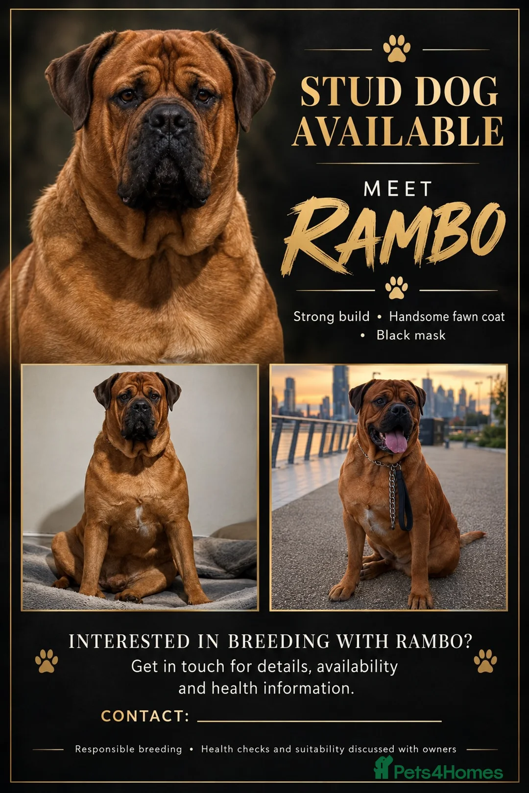 Cane Corso dogs for stud: Mr Rambo  in London - Advert 2
