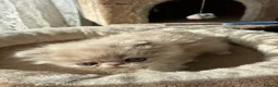 Exotic cats for sale: Exotic Persian  kittens - Advert 14