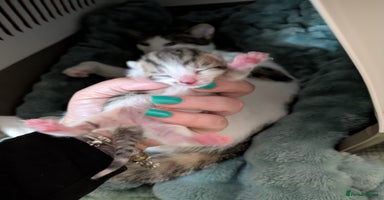 Mixed Breed cats - Advert 4