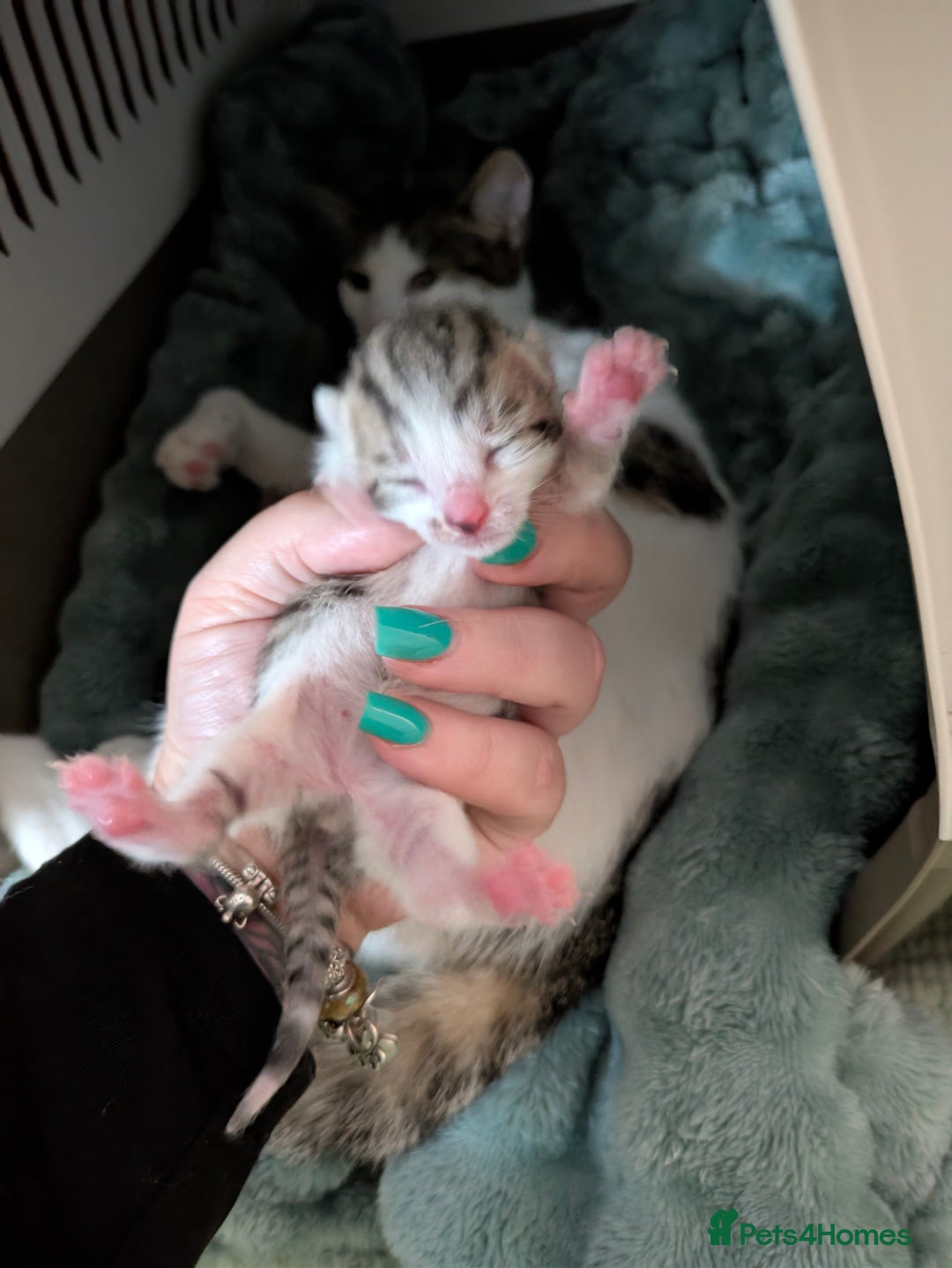 Mixed Breed cats for sale: 4 stunning kittens  - Image 1