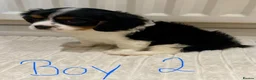 Cavalier King Charles Spaniel dogs for sale: Pure king charles cavalier puppys - Advert 11